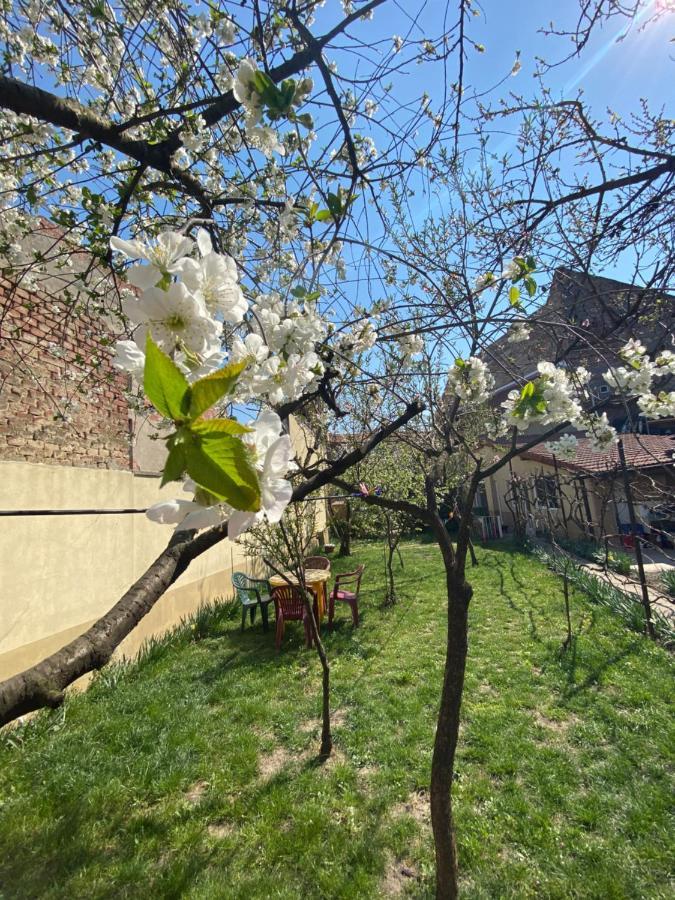 Zen House Hostel Timisoara Luaran gambar